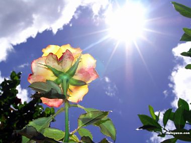 Лето. Доброе Утро ! Роза - незабвенной красоты.. Пьёт нектар из утренней росы ...