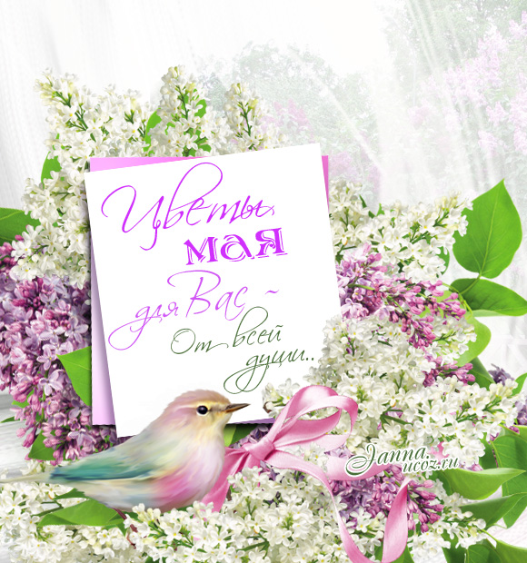 "Цветы мая для Вас — от всей души.." - Сирень - Весенние открытки с кодом
